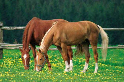 konik 